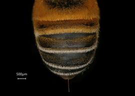   Pseudomegachile lanata  female abdomen, photo: Shaun Heller 
